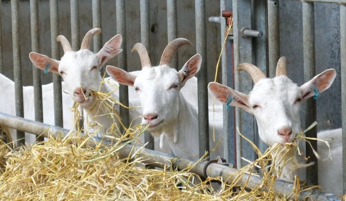 goat hay feeder - www.medical.dandelionafrica.org.
