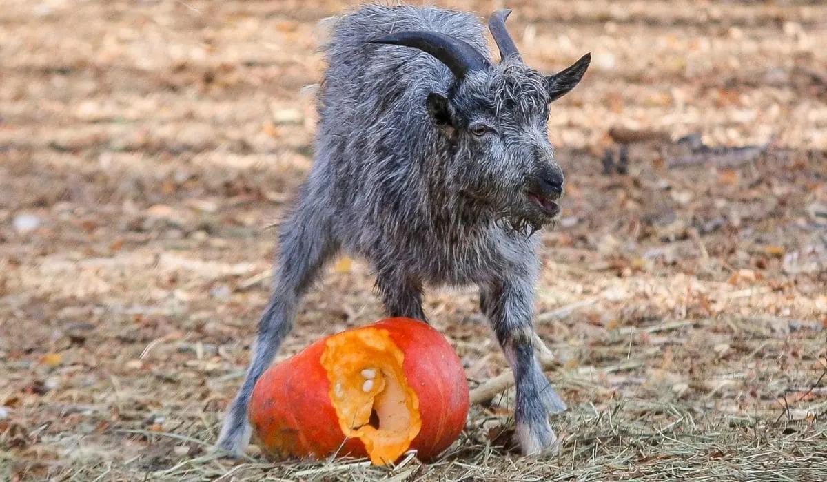 Can Goats Eat Pumpkins Farmhouse Guide