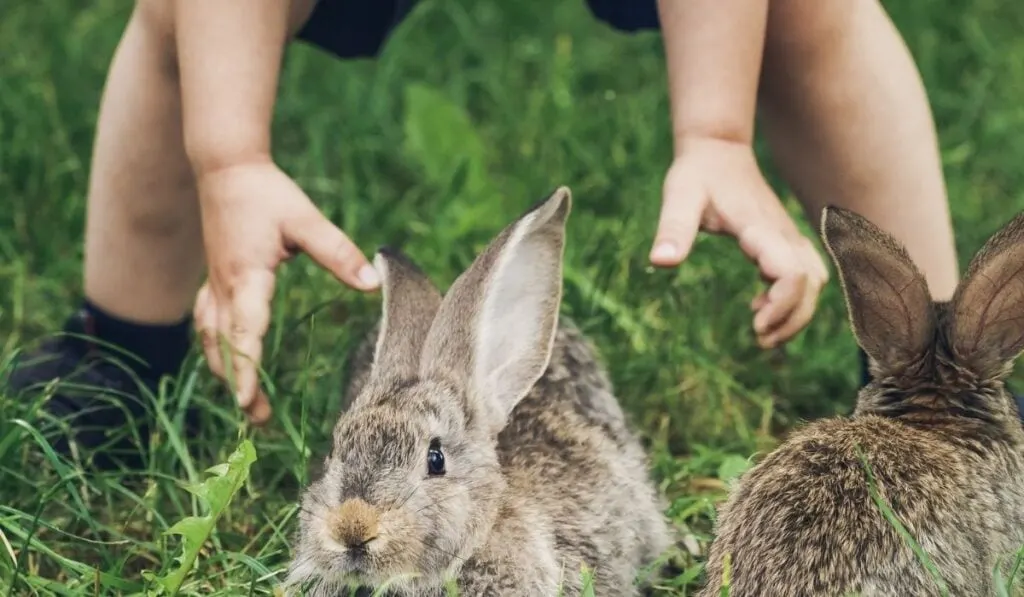 How to catch a wild bunny for a pet