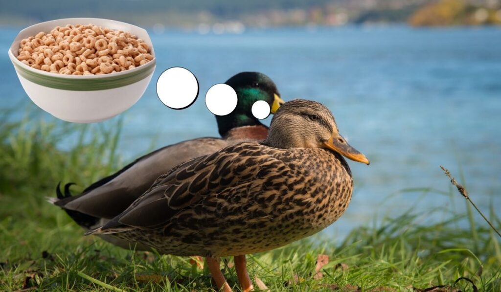 Cheerios and Ducks