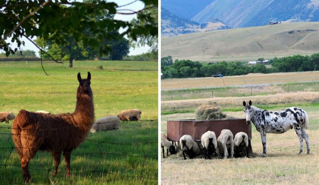 Guard Llama and Guard Donkey