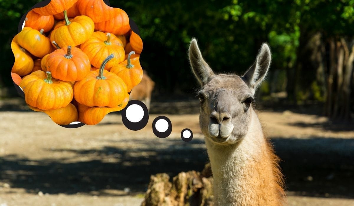 Can Llamas Eat Pumpkins? Farmhouse Guide