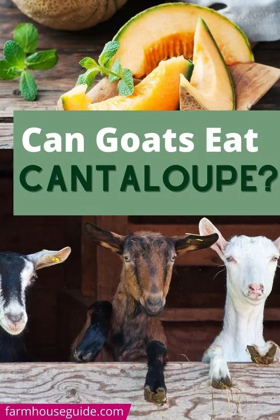 pinterest image for can goats eat cantaloupe