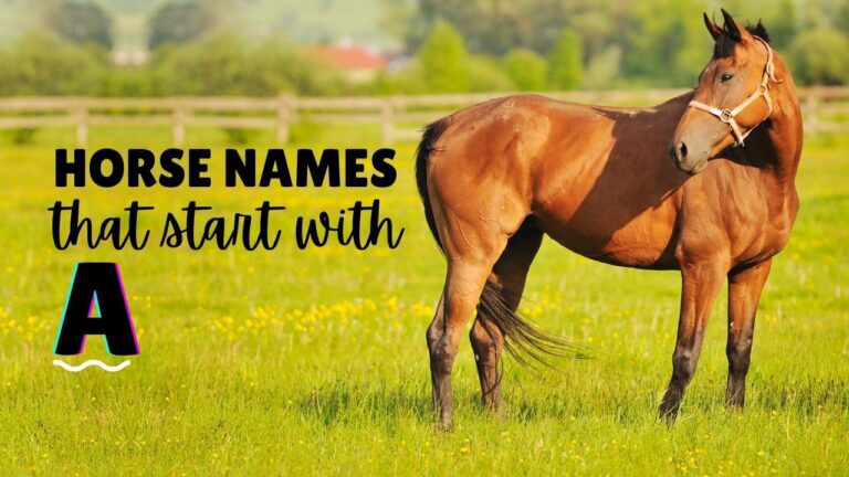 Horse Names That Start with A - Organized by Category - Farmhouse Guide