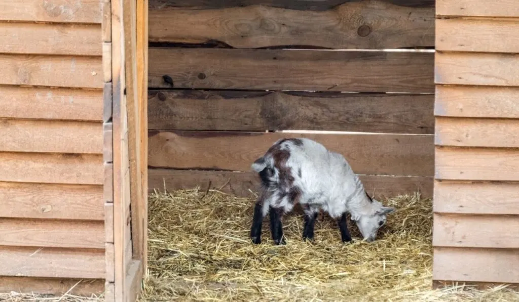 7 Best Bedding Options For Your Goat Farmhouse Guide
