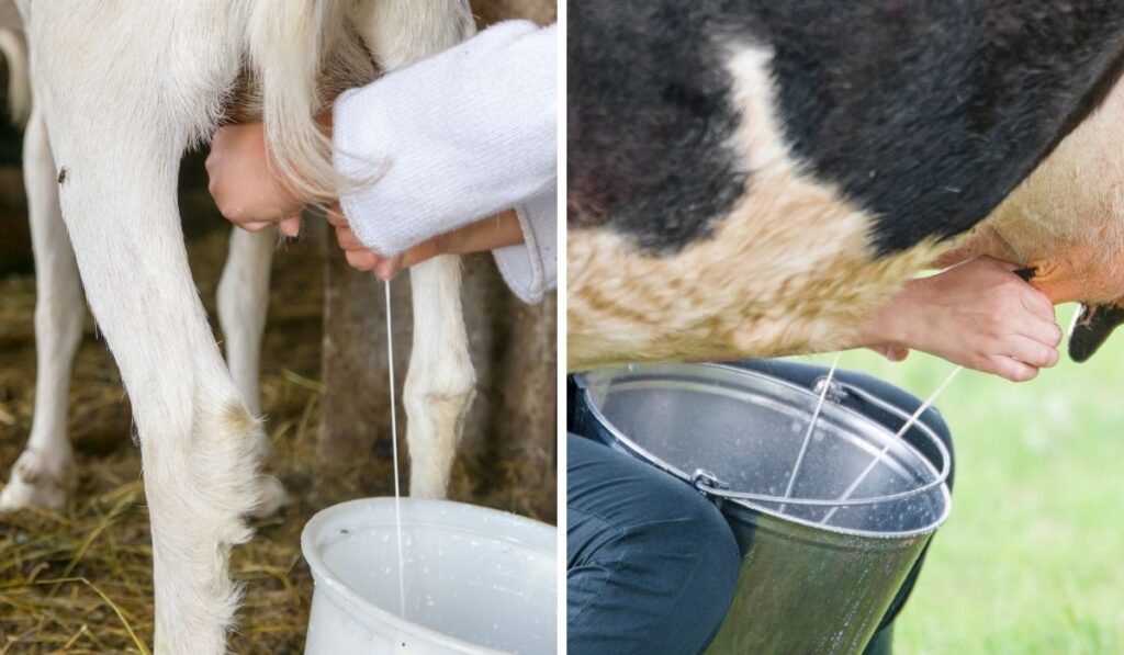 Can A Calf Have Goat Milk? - Farmhouse Guide