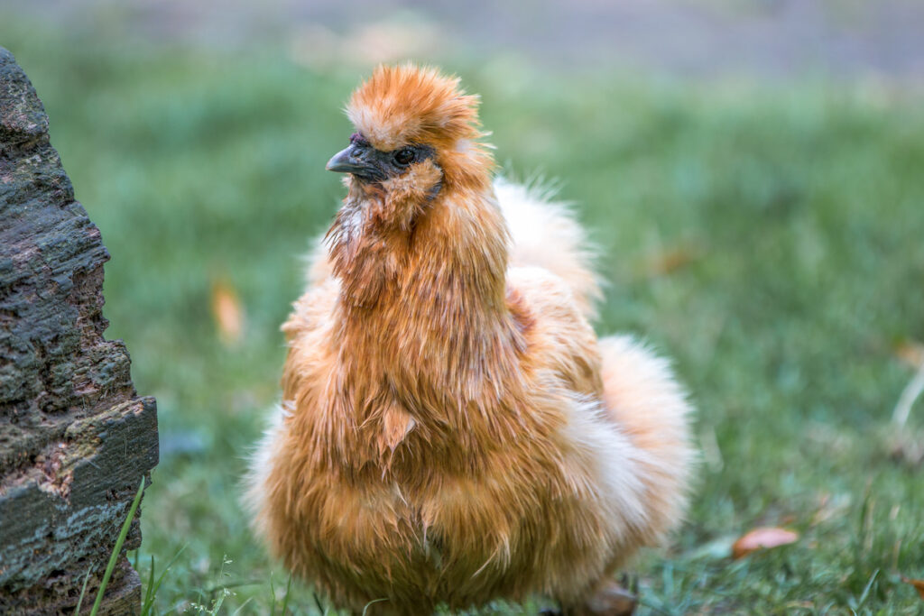 Dwarf-silky Chicken in the farm