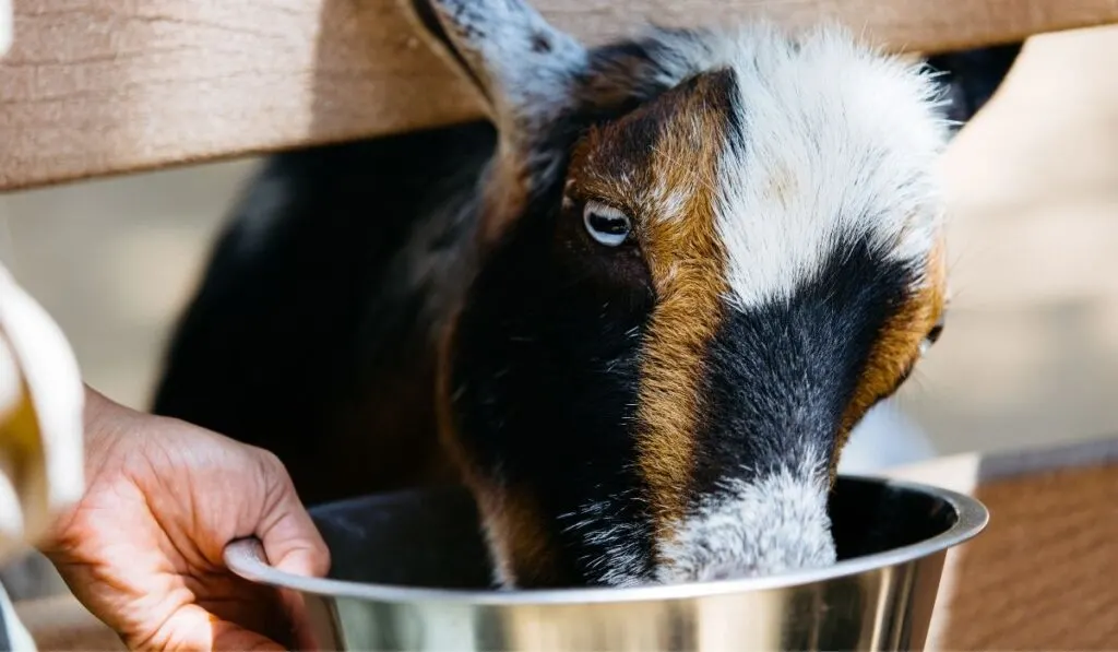 Can Goats Eat Bananas With 2 Treat Recipes Farmhouse Guide