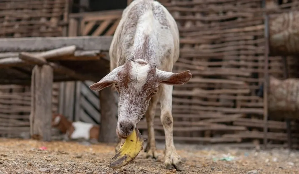Can Goats Eat Bananas With 2 Treat Recipes Farmhouse Guide