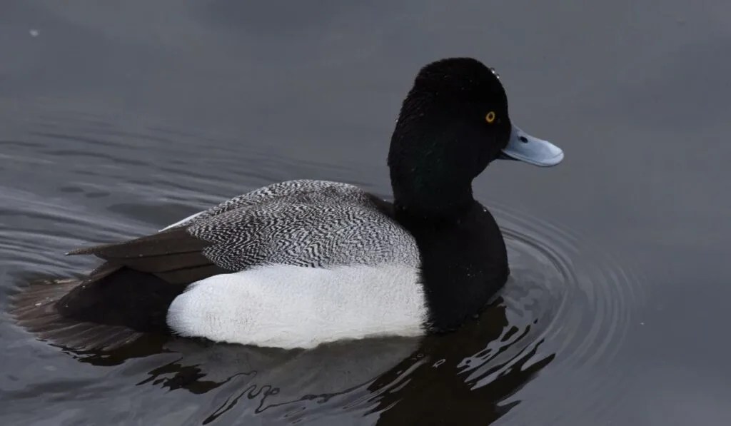 8 Beautiful Black And White Duck Breeds Farmhouse Guide