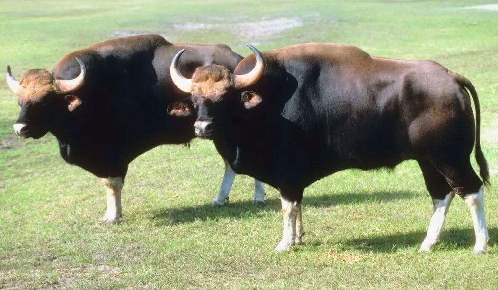 Differences Between Oxen, Cows, and - Farmhouse