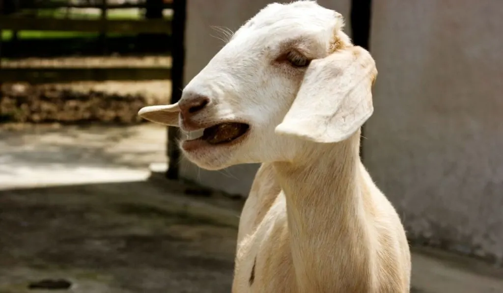 Can Goats Eat Bananas With 2 Treat Recipes Farmhouse Guide