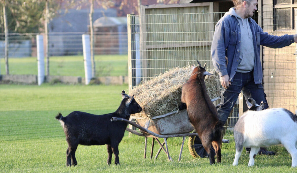man preparing hay from wheelbarrow with his goats 