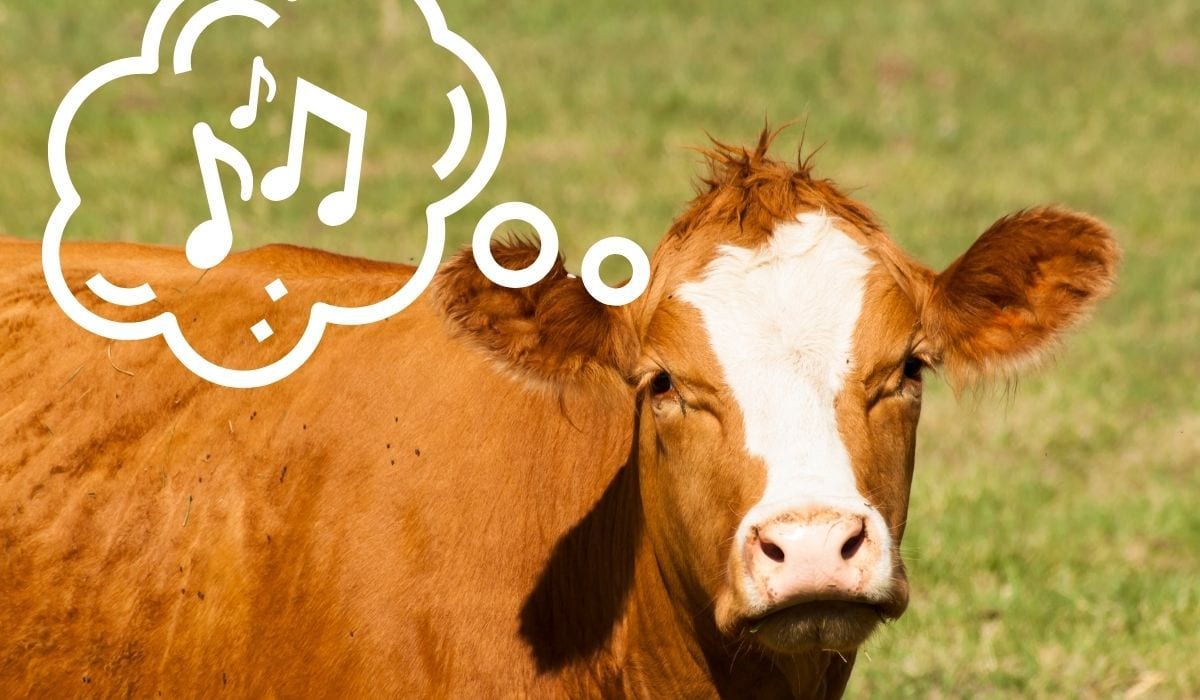 Do Cows Like Music? Here's What We Know Farmhouse Guide