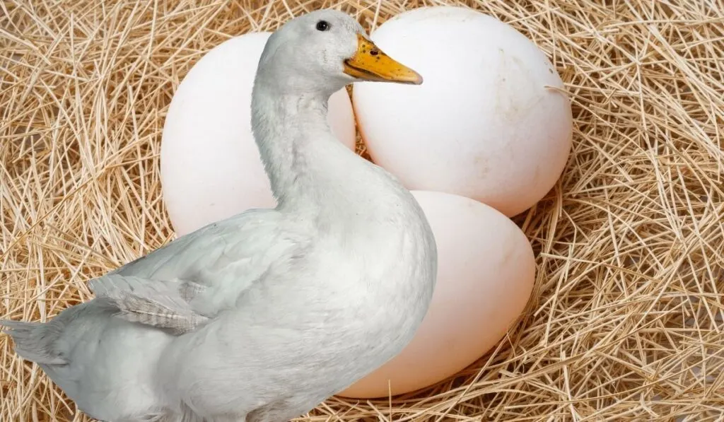 Disadvantages Of Duck Eggs Farmhouse Guide