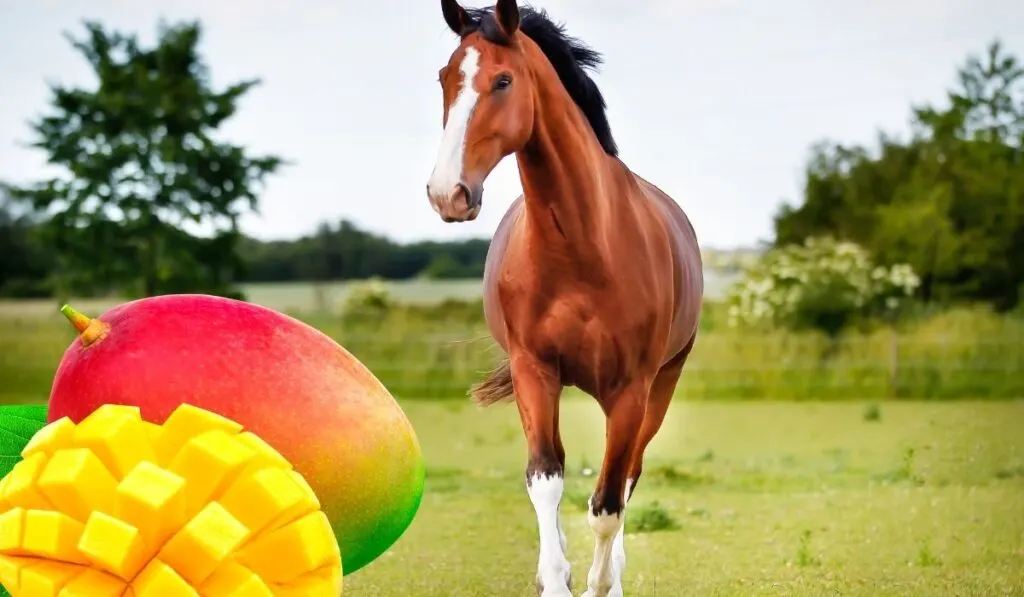 Can Horses Eat Mango Farmhouse Guide