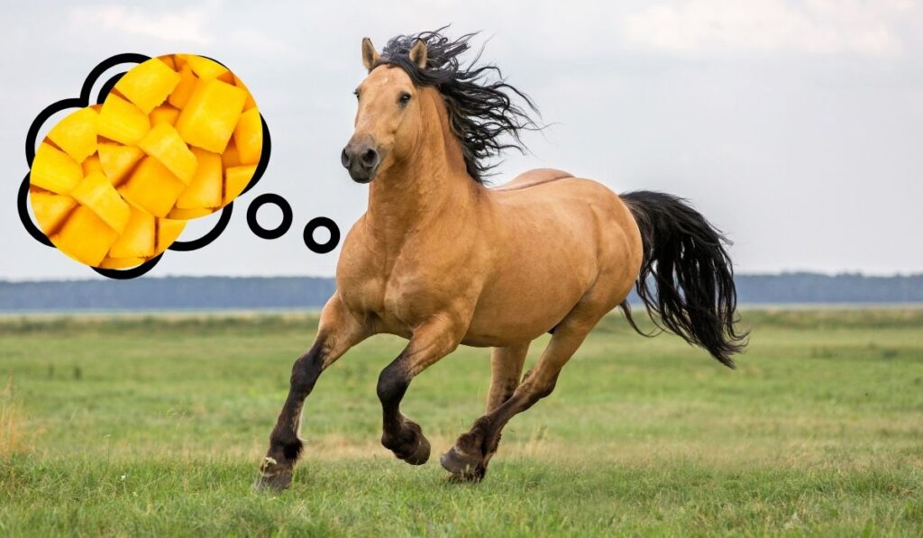 Horse running thinking of mango