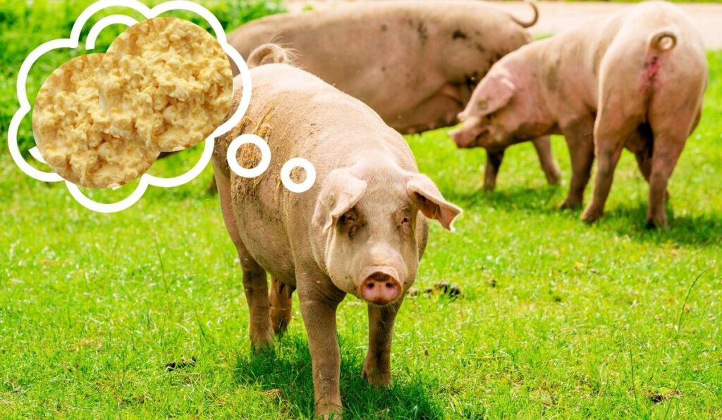 Pigs and Scrambled Eggs
