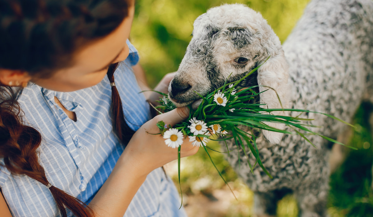 Do Goats Eat Grass? Farmhouse Guide
