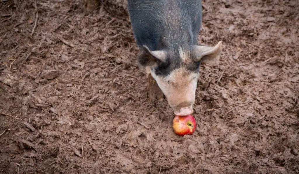 What Fruits Can Pigs Eat Farmhouse Guide