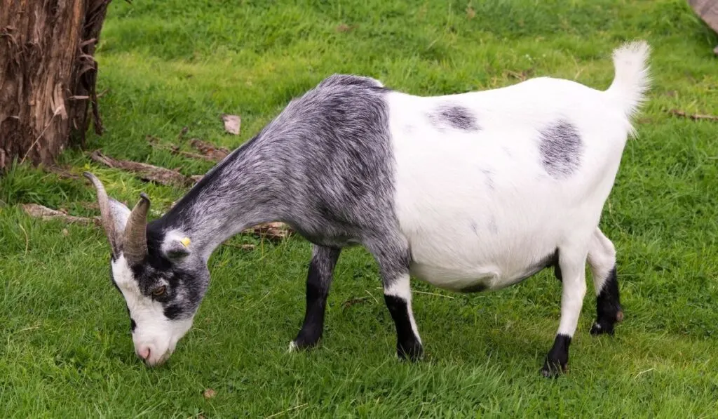 What Age Can A Goat Get Pregnant Farmhouse Guide