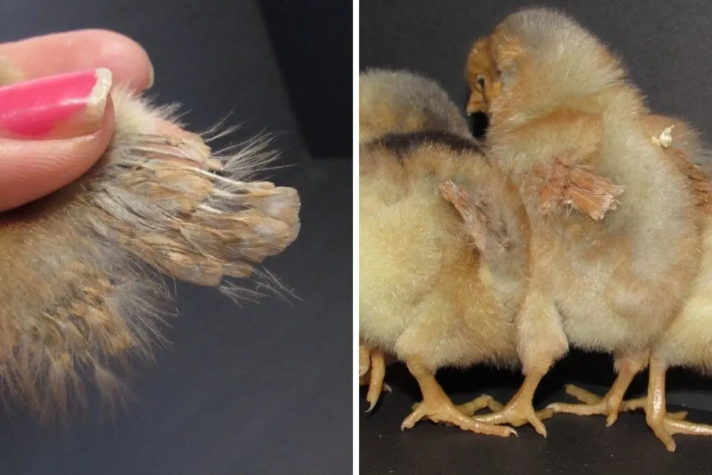 3 day old Blue Laced Red Wyandottes