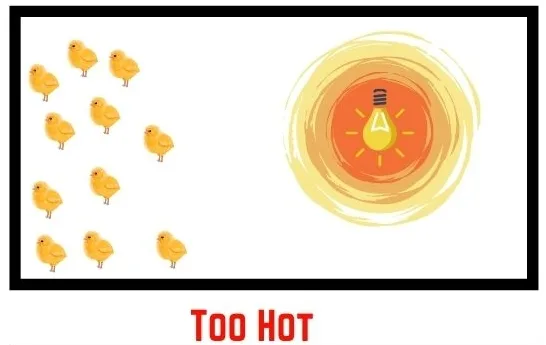 illustration of baby chicks that are hot all far away from the heat lamp in a brooder box