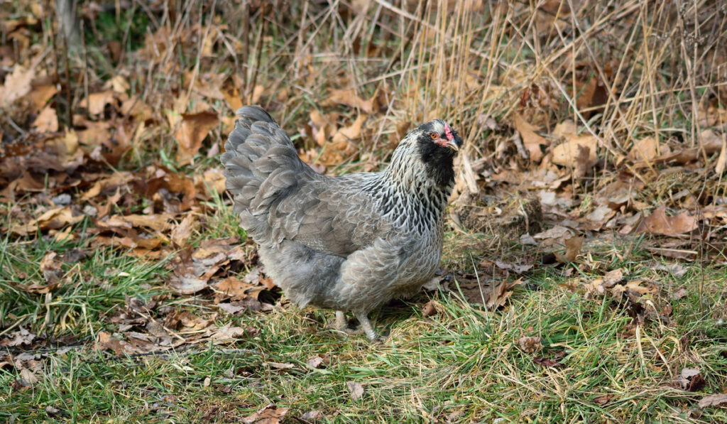 grey blueish ameraucana chicken on dried leaves