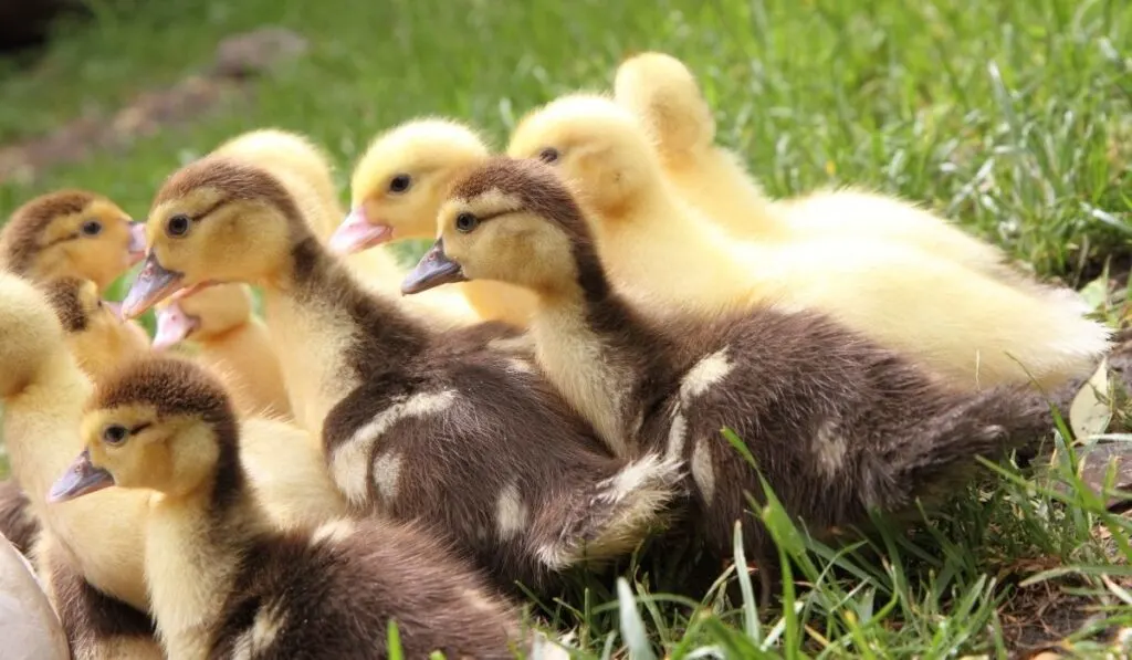 When Can Ducklings Move Outside Farmhouse Guide
