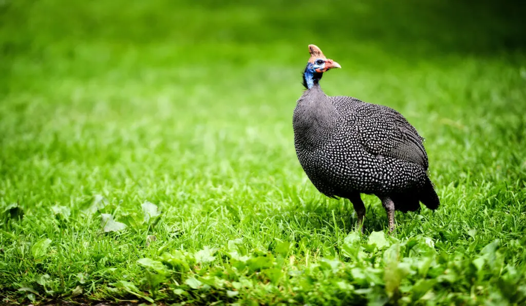 guinea fowl walking on grass 