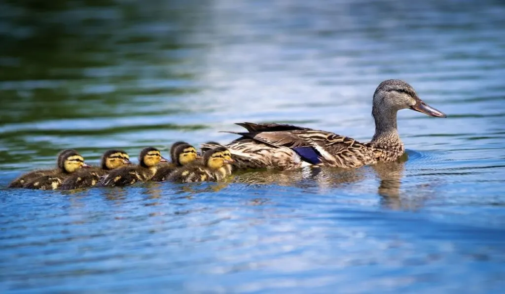 When Can Ducklings Move Outside Farmhouse Guide