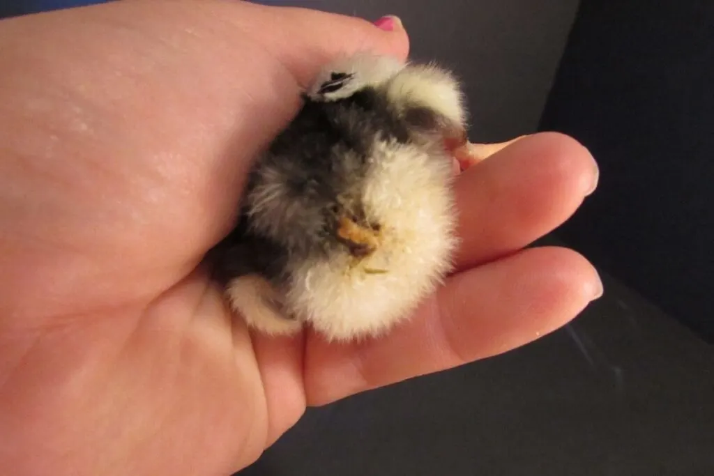 pasty butt in baby chick