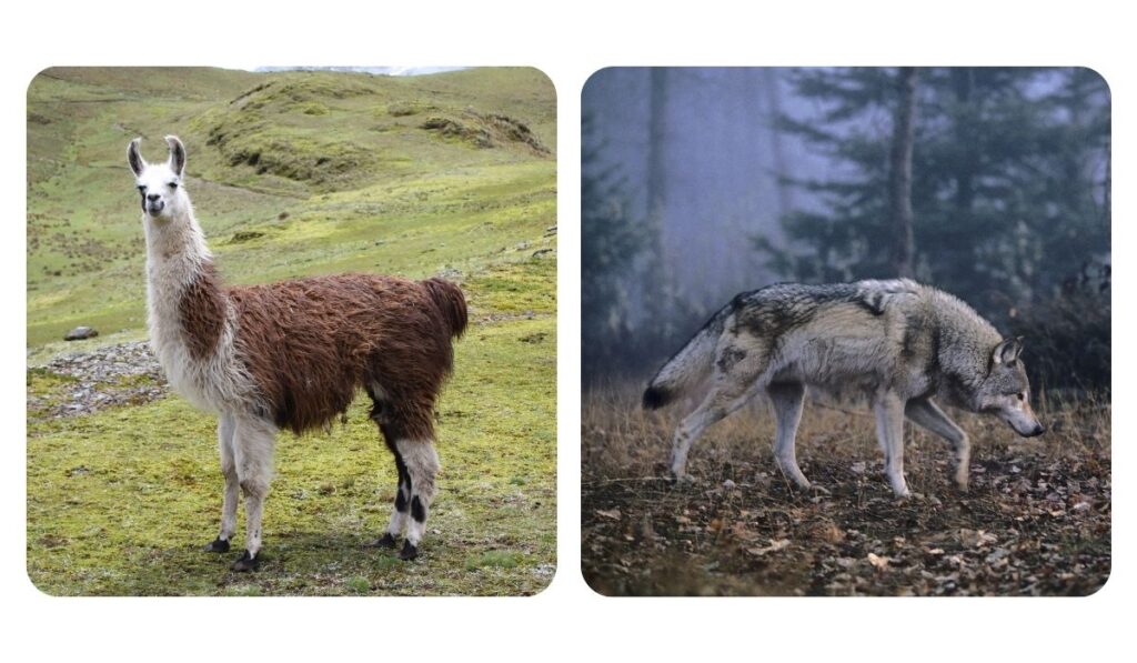 collage of a photo of llama and wolf