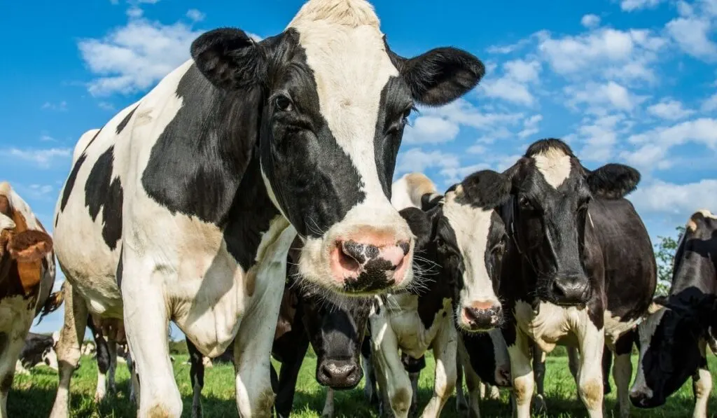 How Much Do Cows Weigh Farmhouse Guide