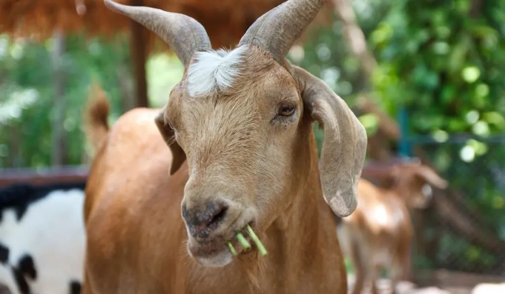 Can Goats Eat Meat Farmhouse Guide