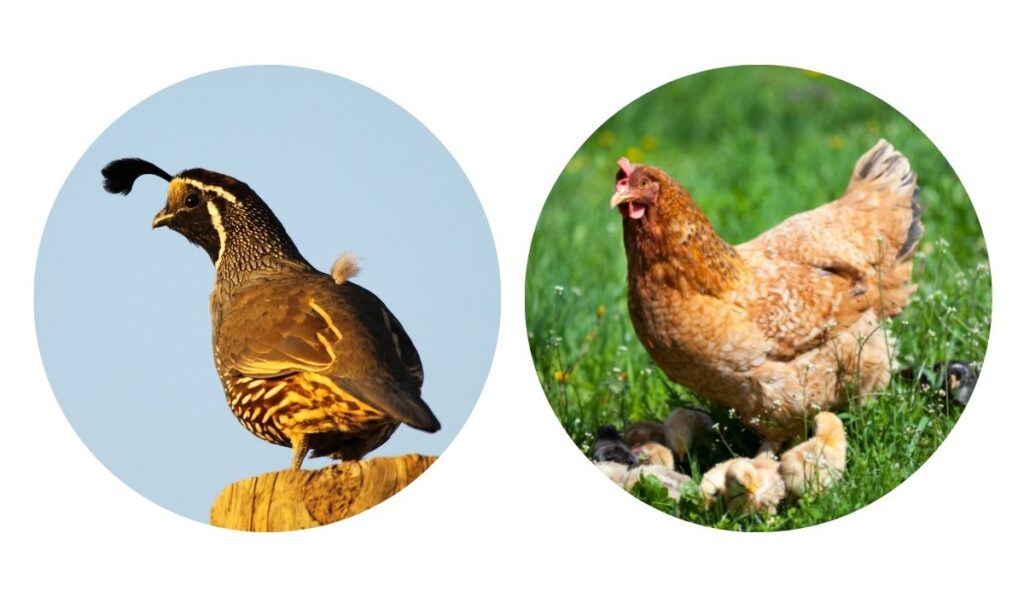 quail and chicken on separate photos
