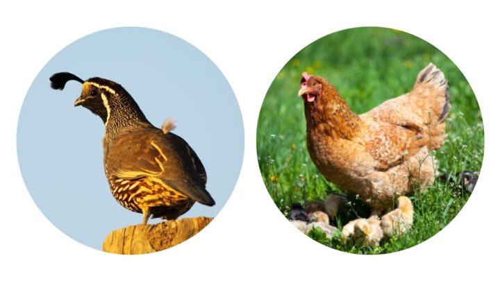 quail and chicken on separate photos