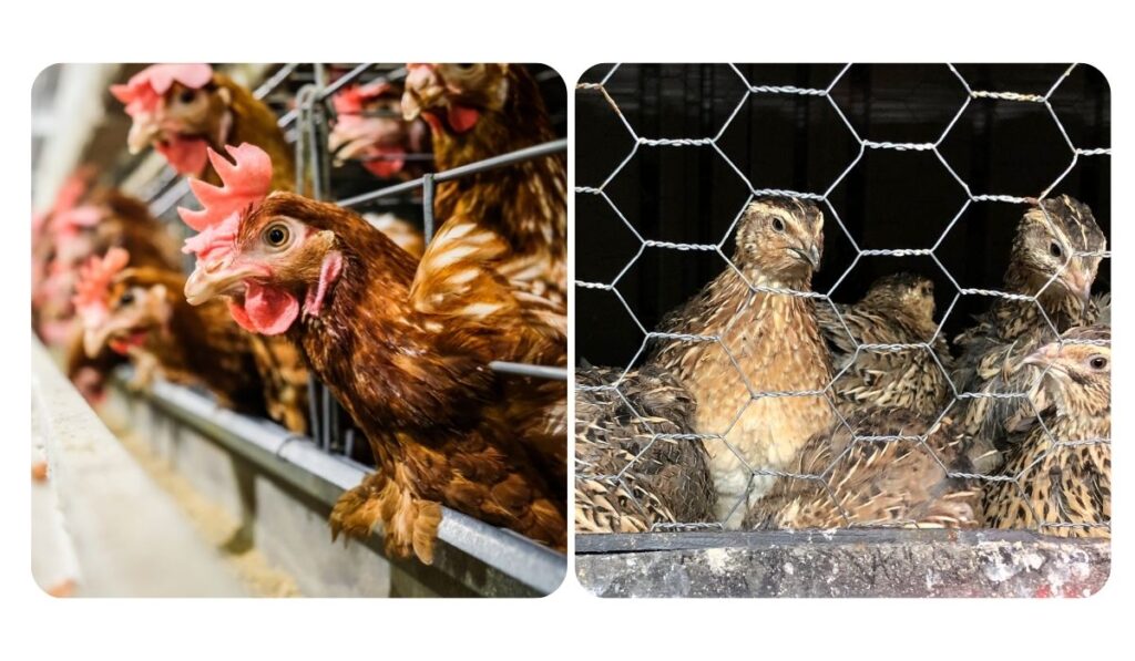 separate cells of chickens and quails