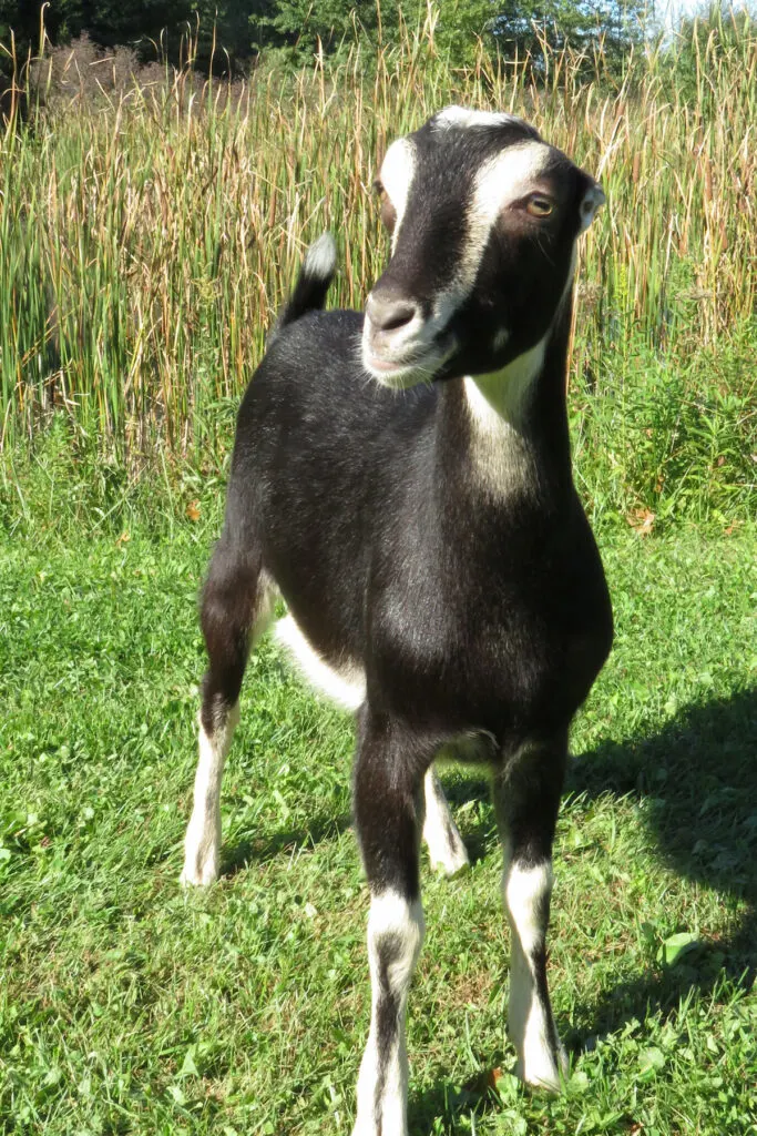 standing LaMancha goat in the field 