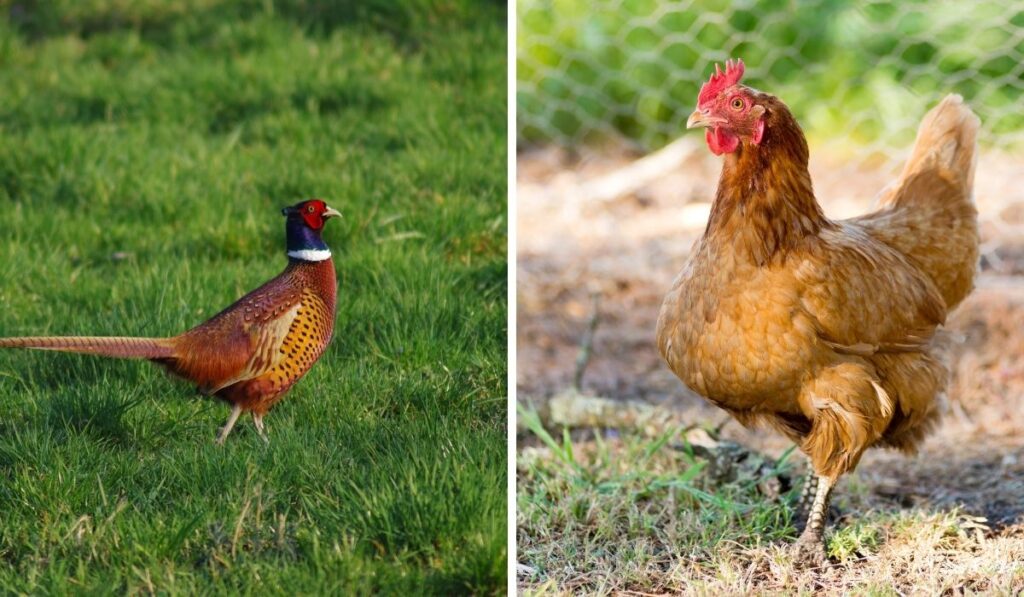 Chickens-and-Pheasant