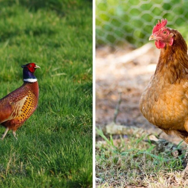 Interesting Facts About How Ducks Mate Farmhouse Guide