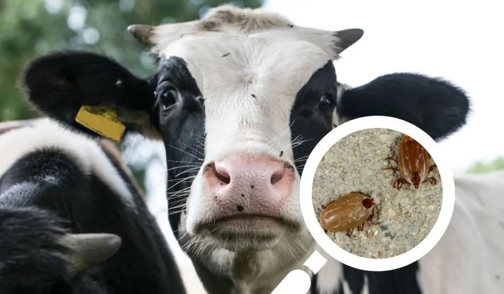 How To Remove Ticks From Cows 5 Effective Solutions Farmhouse Guide