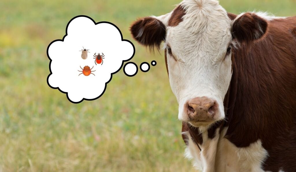 Cow's Thinking About Ticks and Other Parasites