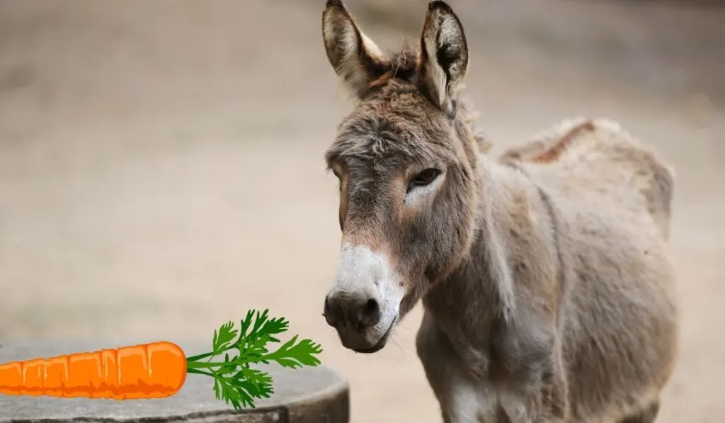 Can Donkeys Eat Carrots Farmhouse Guide