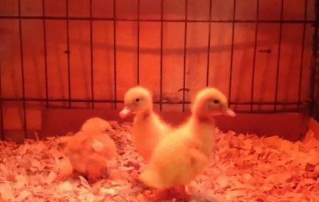 Tips for Raising Ducklings Without a Heat Lamp