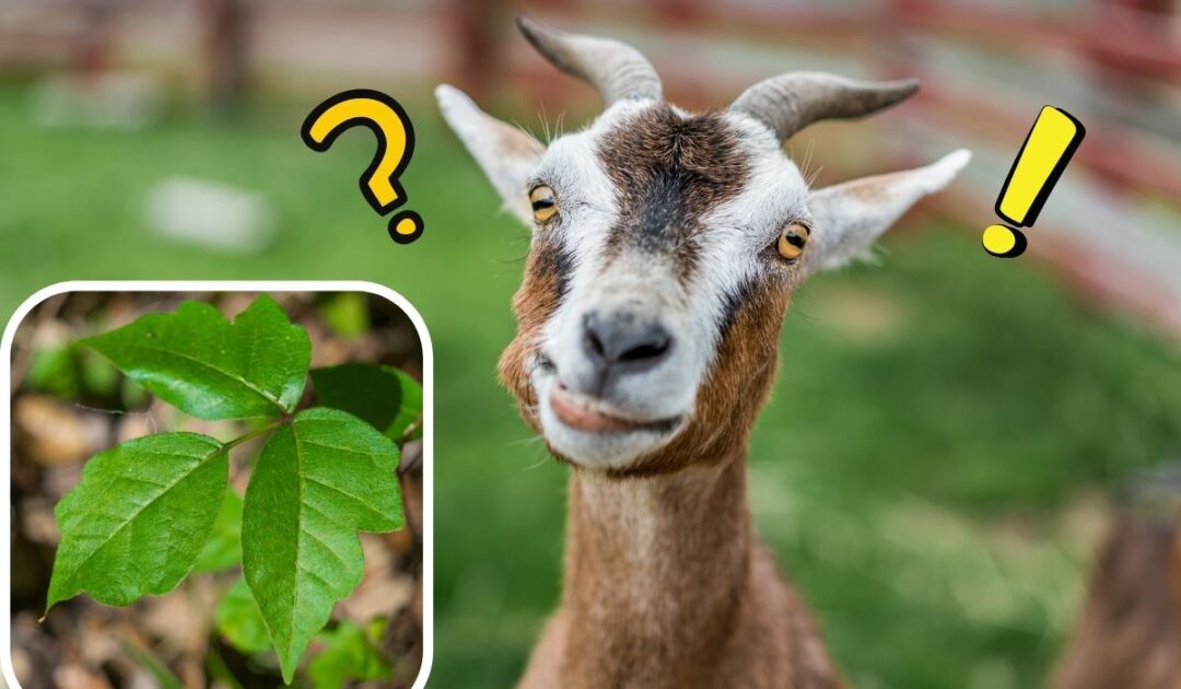 Can Goats Eat Poison Ivy? Farmhouse Guide