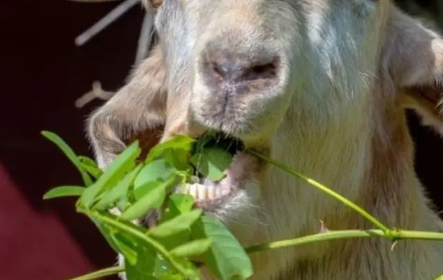 Goat’s Poop Clumped – Should You Worry?