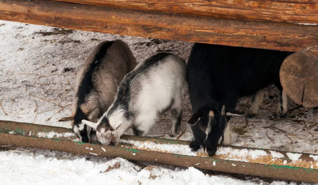 How To Keep Goats Warm In The Winter The Ultimate Guide Farmhouse Guide How To Keep Goats Warm In The Winter The Ultimate Guide Farmhouse Guide