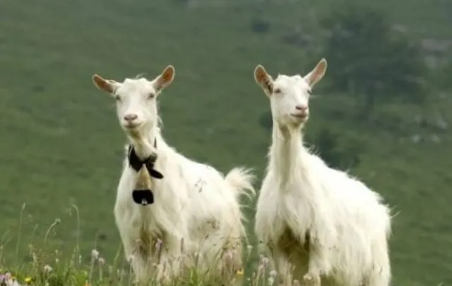 9 Things to Consider for goat