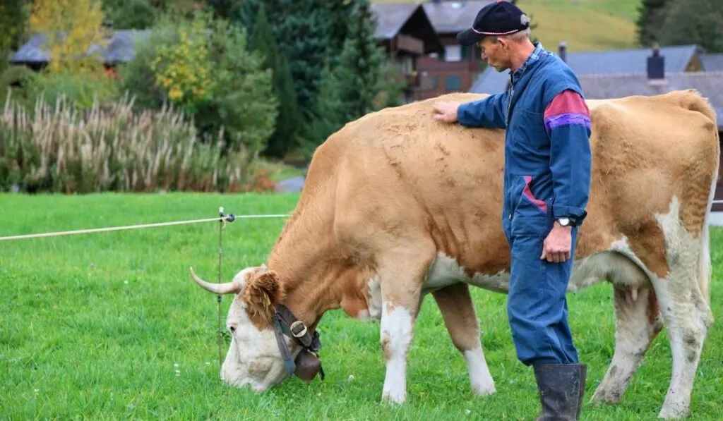 Inspecting Cow's Body